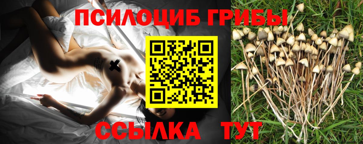 Галлюциногенные грибы Psilocybine cubensis Кропоткин